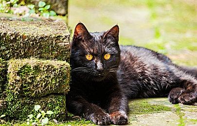 Switch 2极客湾全球首开芯片 GPU性能GTX 1050Ti水平